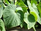Kava: An Introduction To The Herb